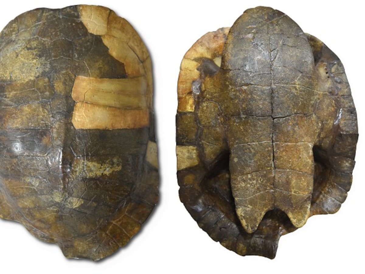 En el desierto de la Tatacoa hallan fósil de tortuga más antiguo de Suramérica