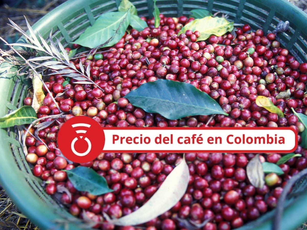 Precio del café HOY 4 de septiembre: El grano registra una nueva baja en el cierre de semana