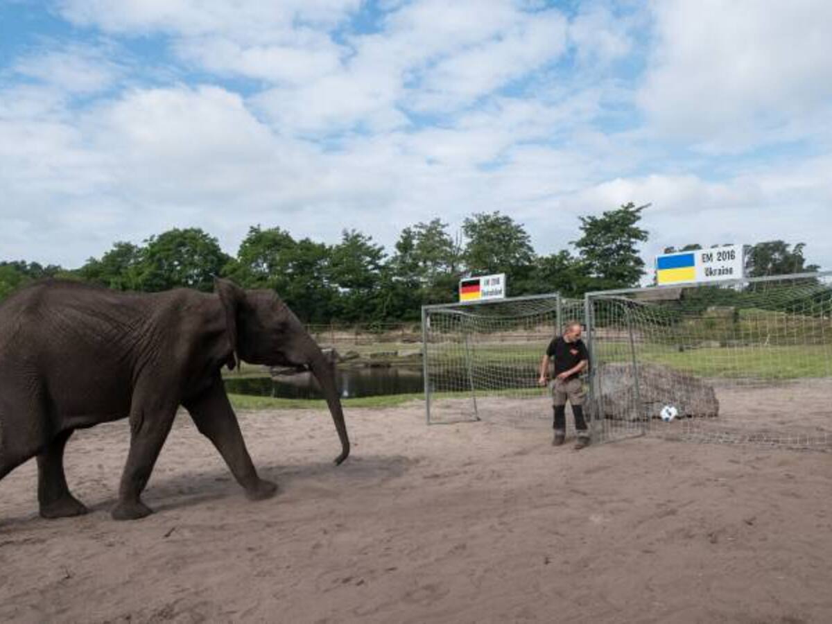 Alemania le ganará a Ucrania, según la elefanta Nelly