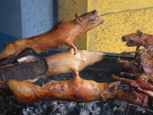 En Perú, festival del cuy: milanesa, hamburguesa, broaster, "crunchy"...