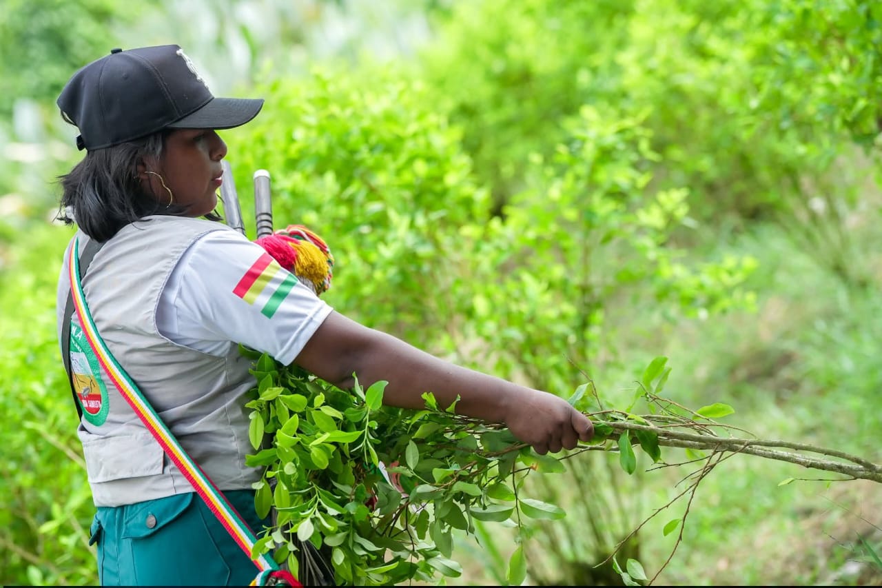Erradicación Inda Zabaleta - Foto: Gobernación de Nariño