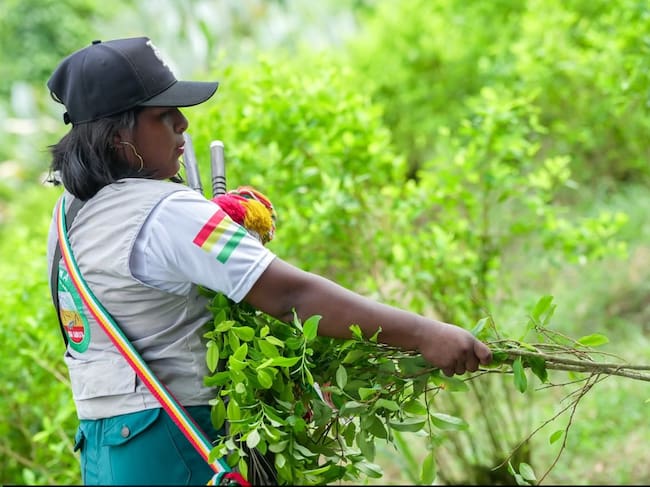 Erradicación Inda Zabaleta - Foto: Gobernación de Nariño