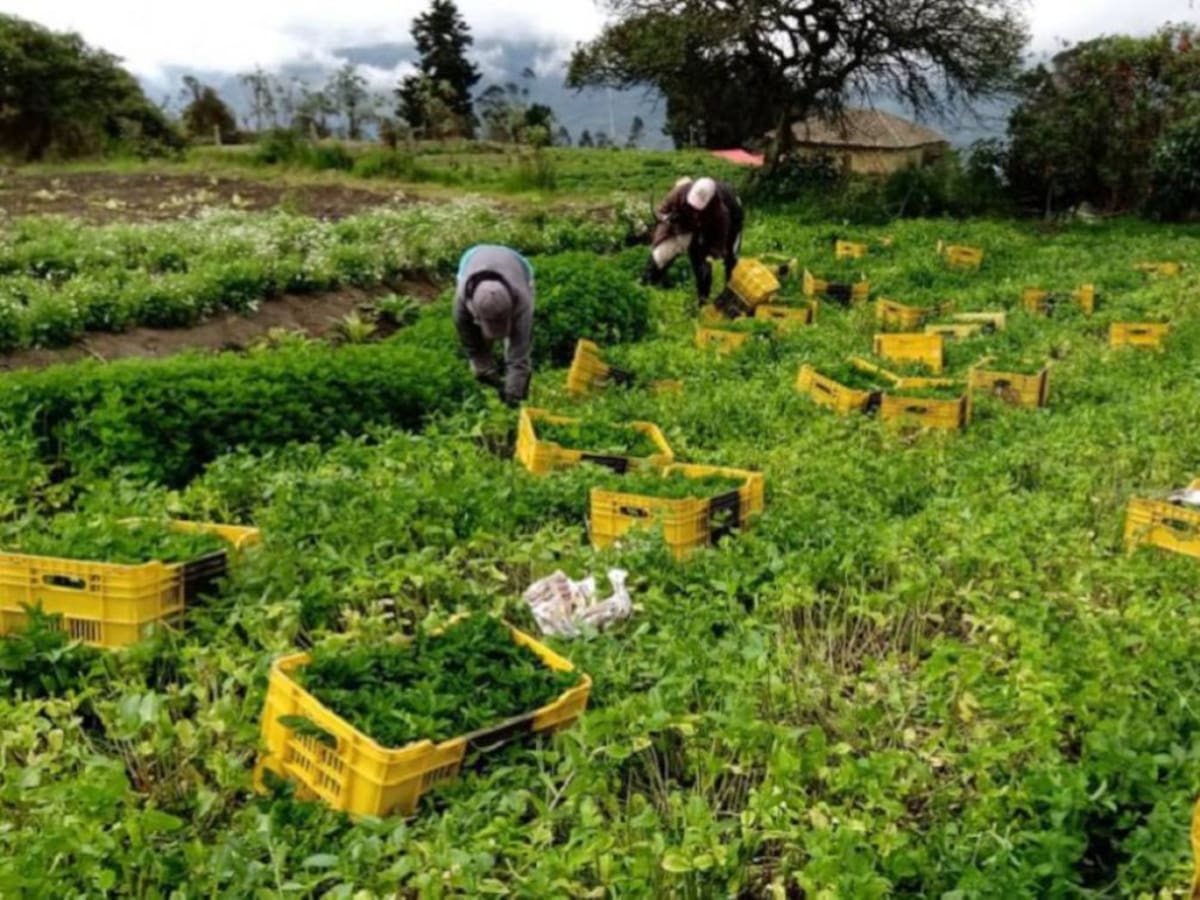 Cultivo de aromáticas reporta un fuerte crecimiento en Colombia