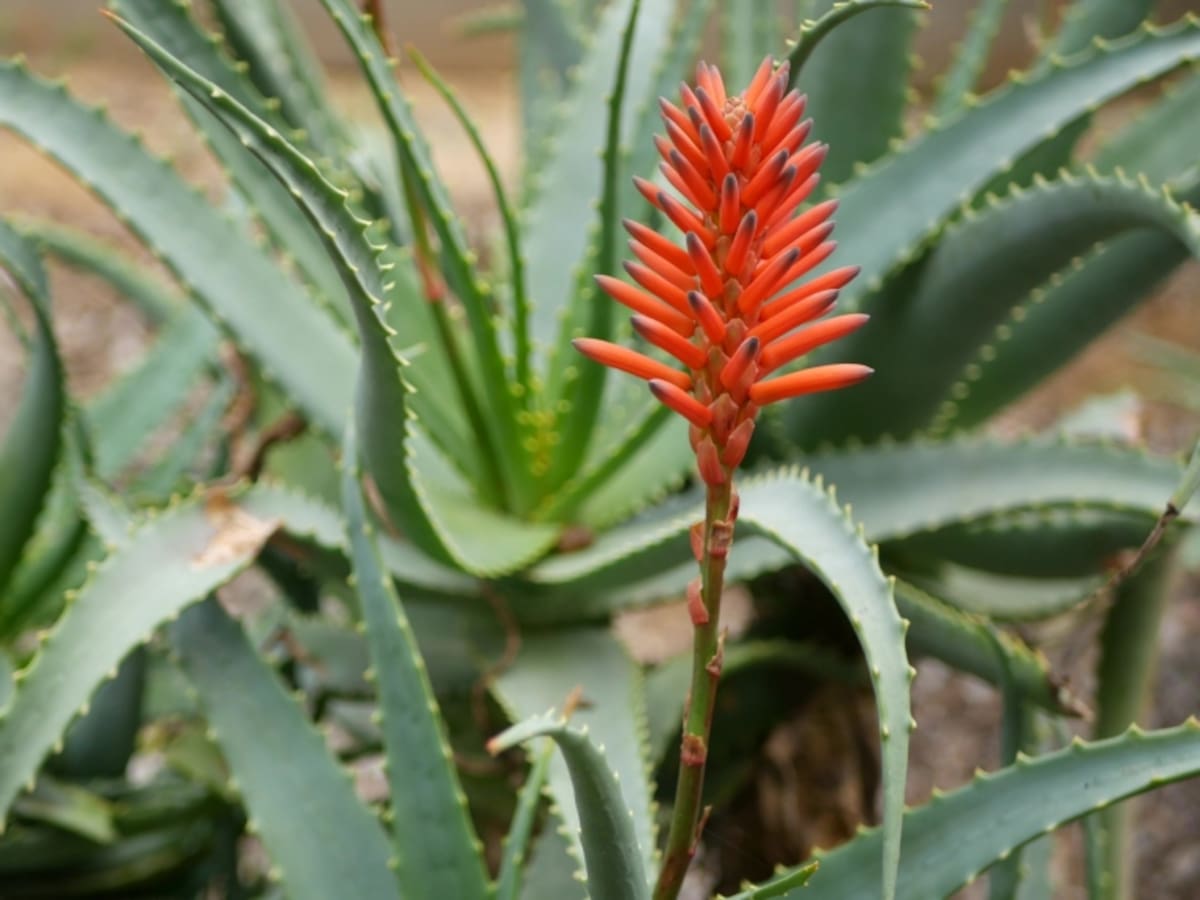 Qué pasa cuando la sábila florece: es muy importante para las propiedades de la planta