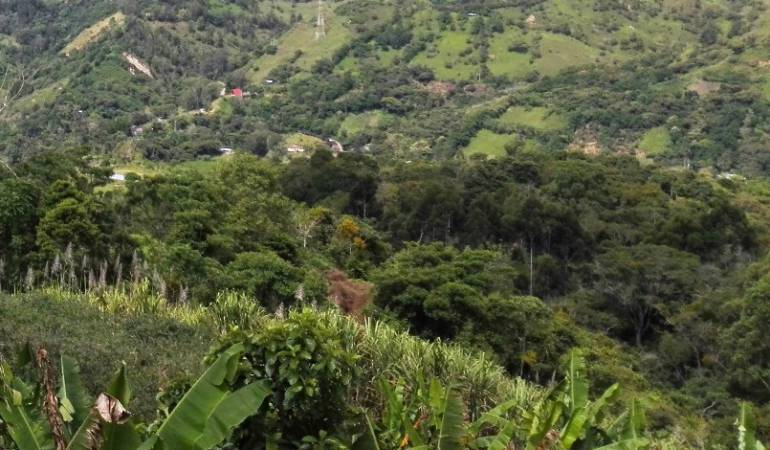 Archivo / Gobierno Nacional designo como zona de concentración en el Catatumbo la vereda Caño Indio.