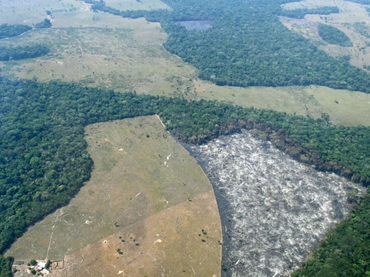Informe de monitoreo de pérdida de cobertura vegetal 01: Mapiripán