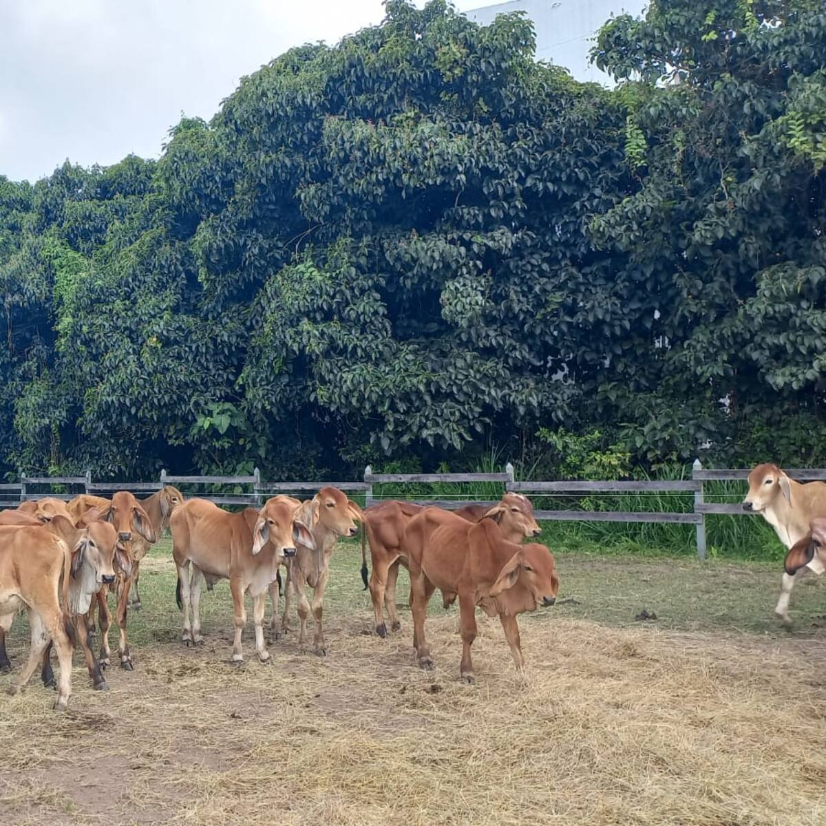 Ganaderos en Quindío evidencian afectaciones económicas por colapso de puente
