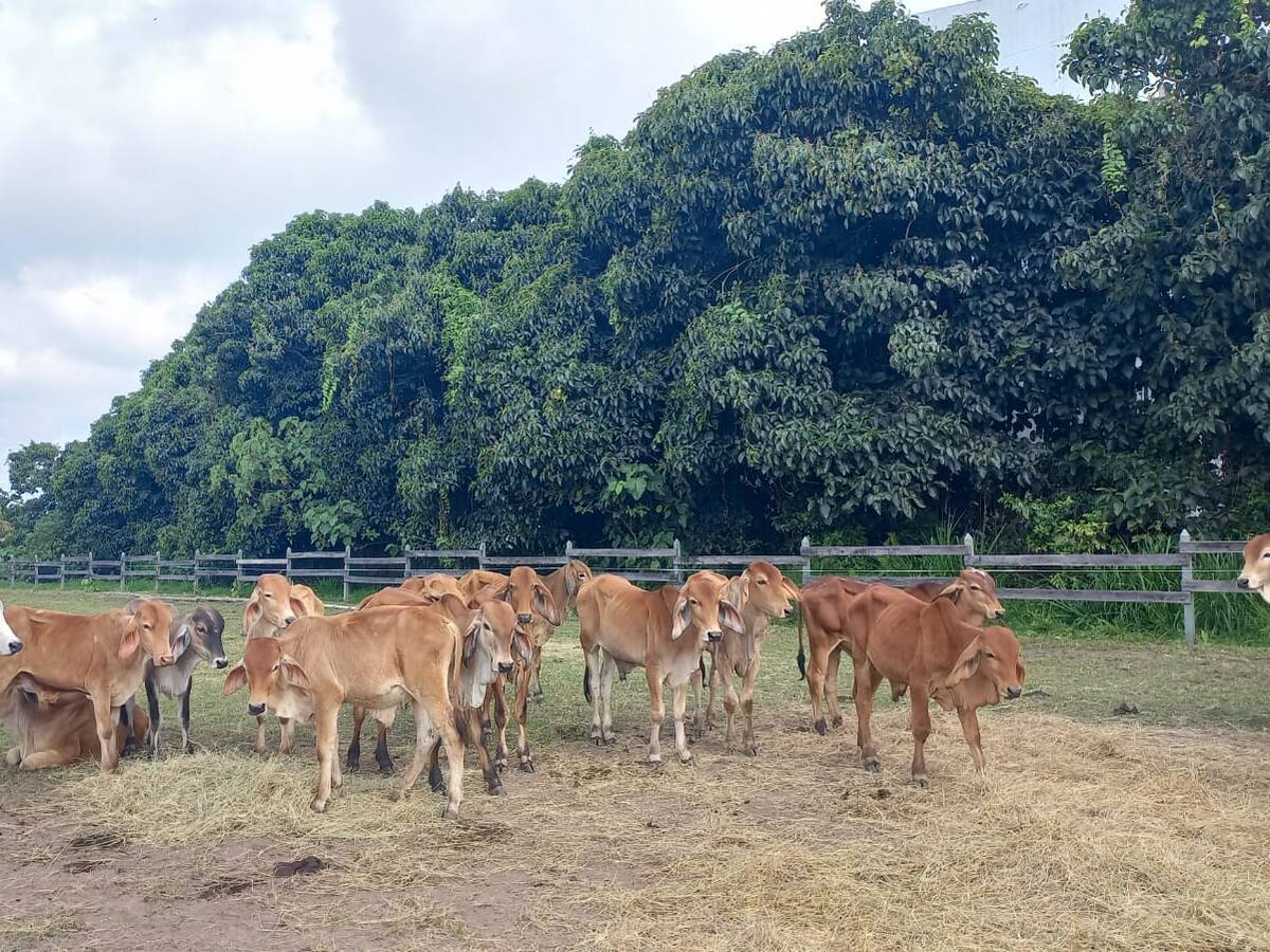 Ganaderos en Quindío evidencian afectaciones económicas por colapso de puente