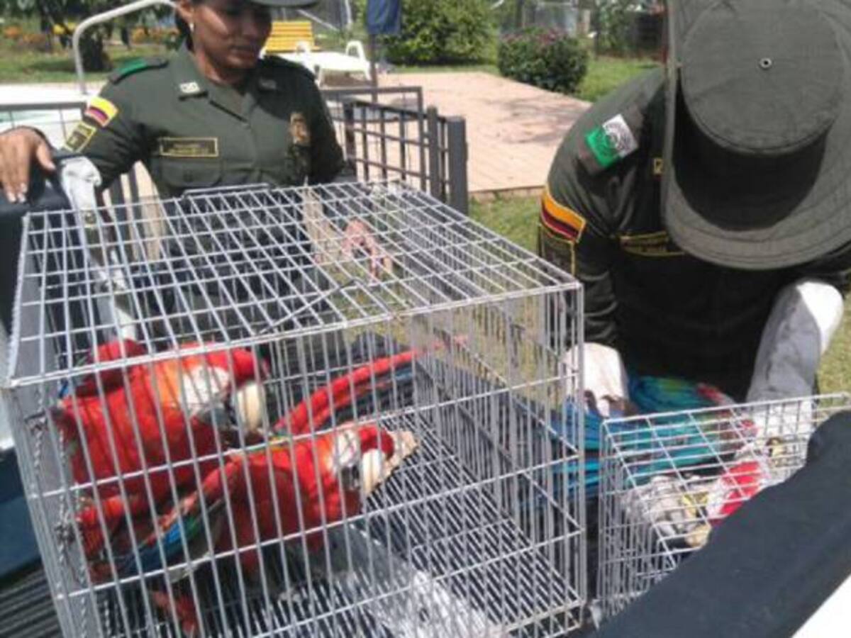 468 especies de fauna silvestre han sido incautadas este año en Quindío
