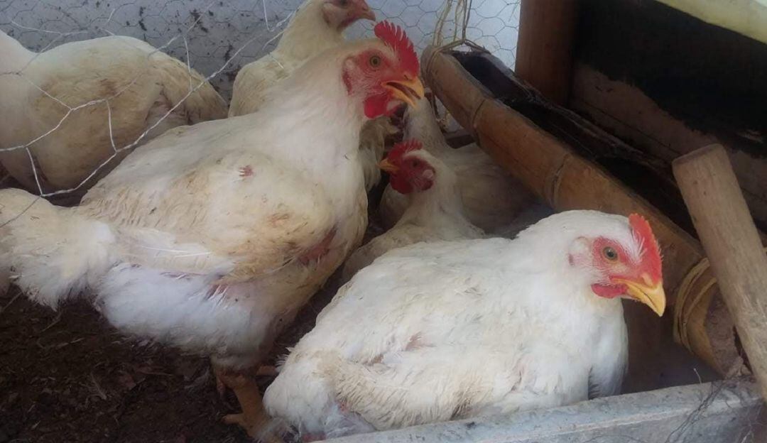 Ayudas para el campo de Caldas