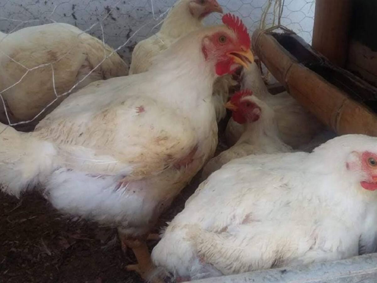 Llegan alivios crediticios para el sector agrícola de Caldas