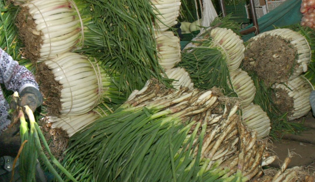 Cebolla larga. Imagen de referencia