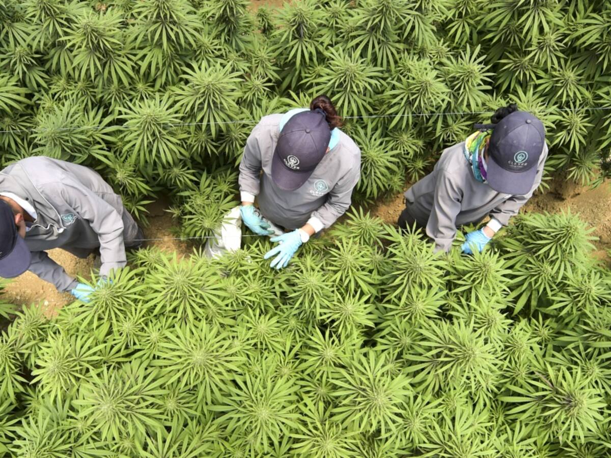 "Preguntamos por qué no se expide decreto sobre flor de Cannabis"