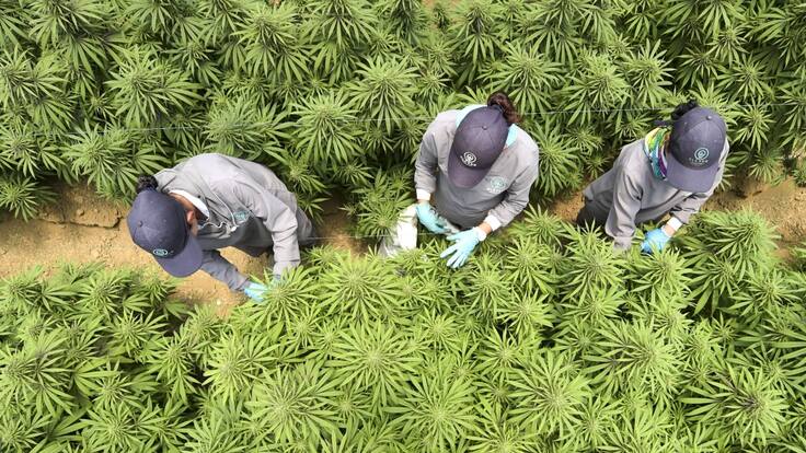 "Preguntamos por qué no se expide decreto sobre flor de Cannabis"