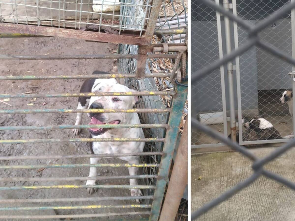 Fallas en la Unidad de Bienestar Animal de Bucaramanga: “se están muriendo los perros”