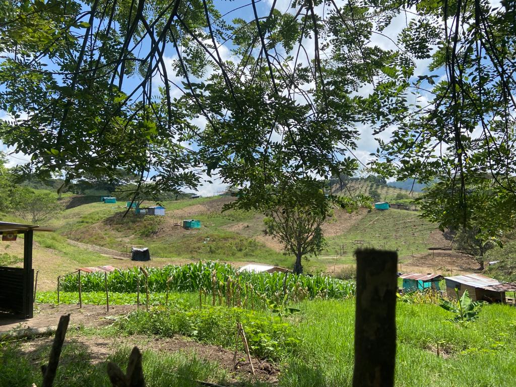 Terrenos invadidos ilegalmente en Miralindo, La Virginia - Foto: Caracol Radio Pereira (archivo)