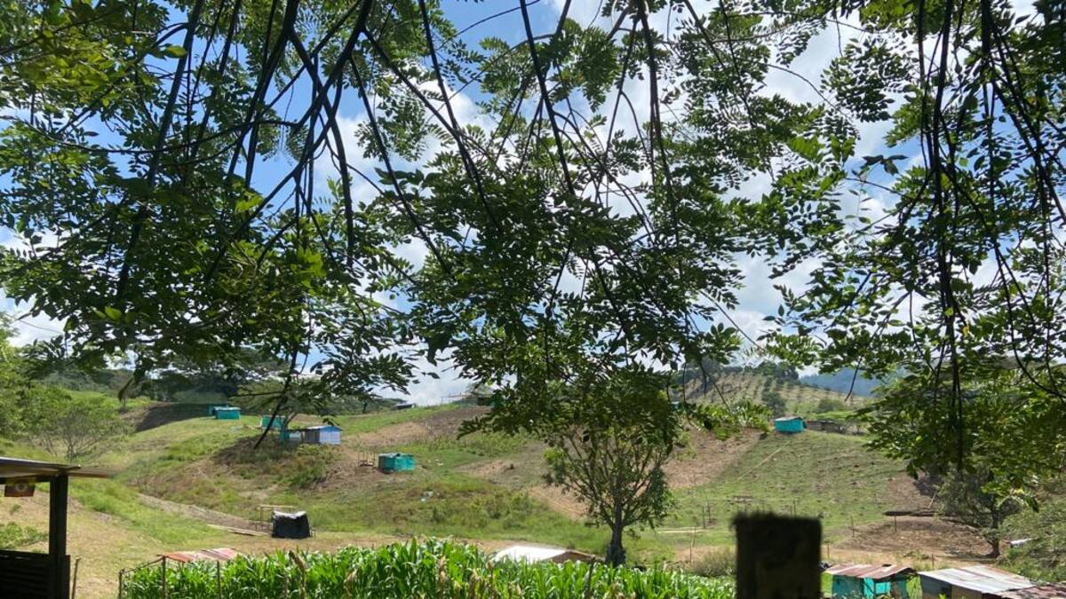 Siguen invasiones ilegales en zona del Bosque Seco Tropical Guásimo en La Virginia