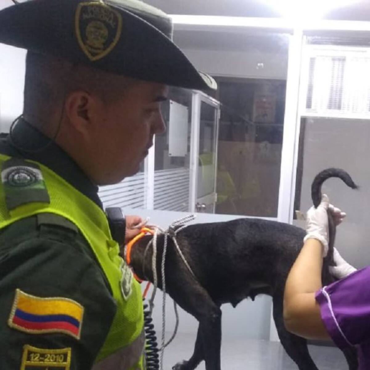 Hallan perro con signos de violencia sexual. Hombre de 67 años implicado