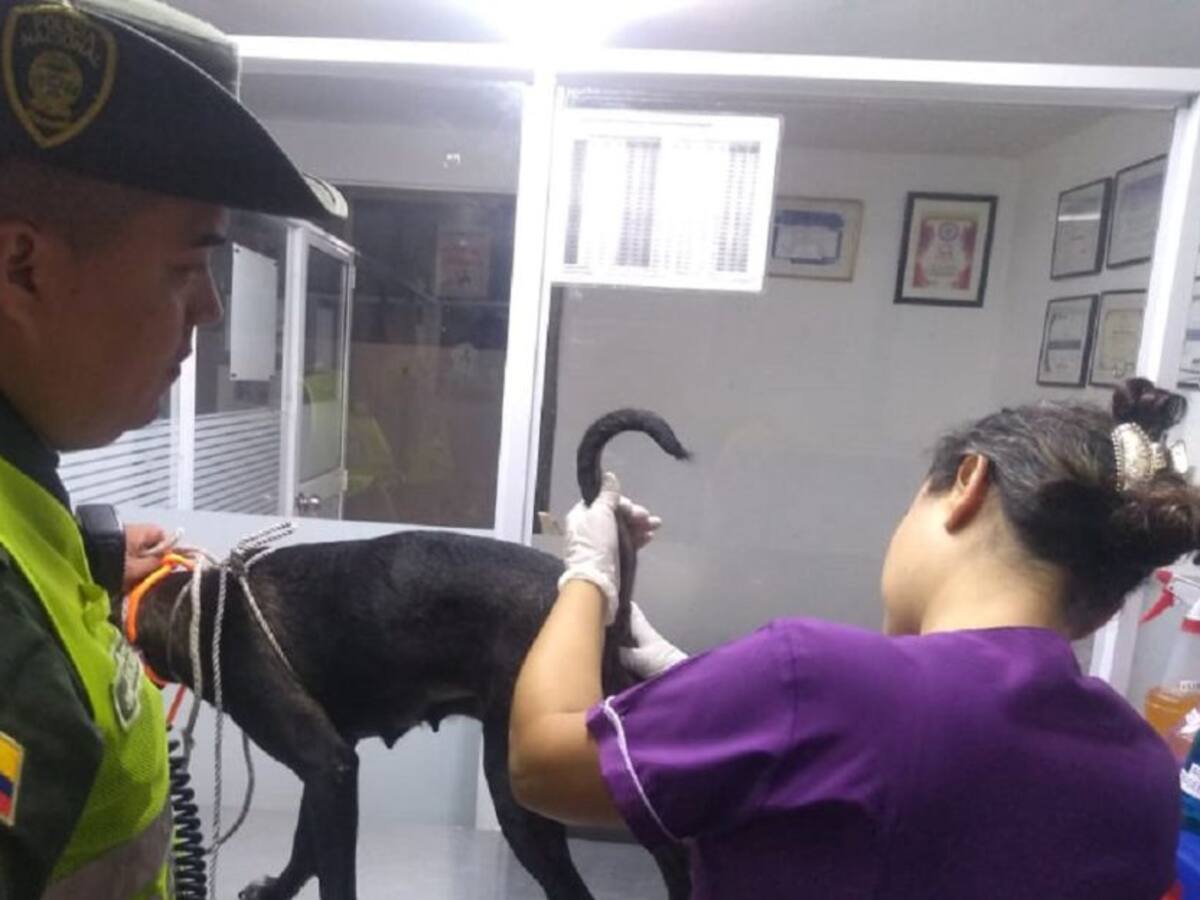 Hallan perro con signos de violencia sexual. Hombre de 67 años implicado