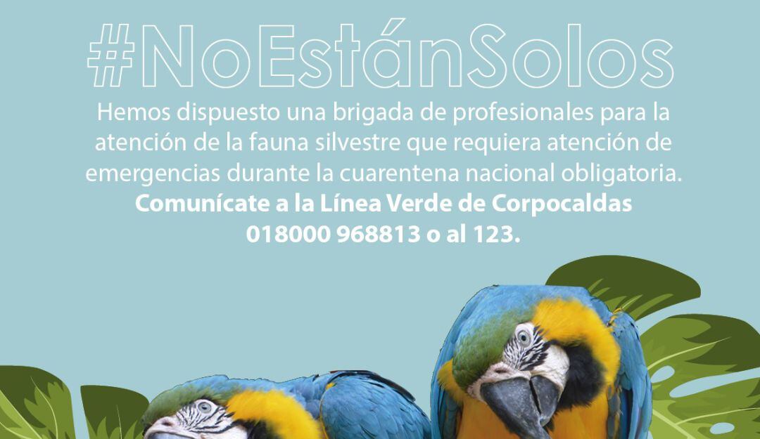 Campaña de protección animal de Corpocaldas