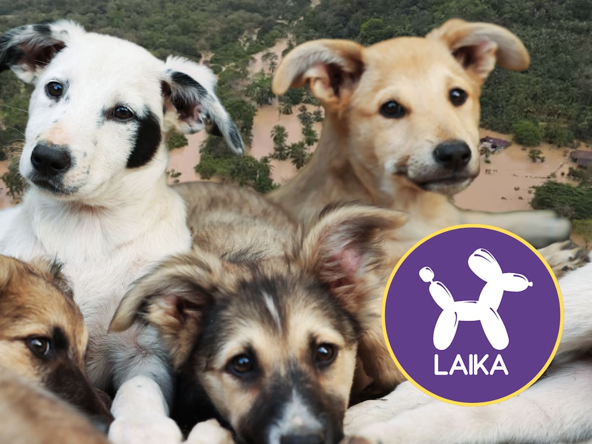 Soluciones W: Laika completa 14 toneladas de alimento donado para emergencia en Córdoba