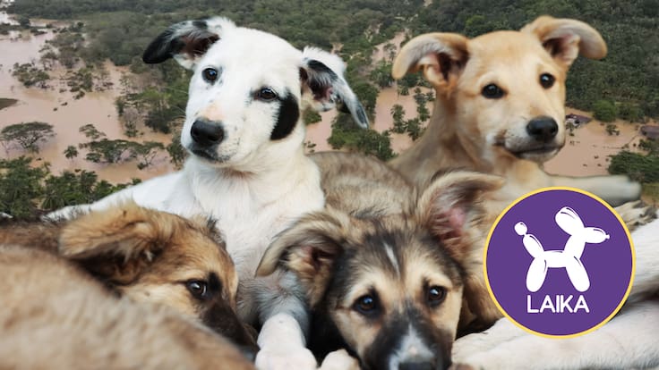 Soluciones W: Laika completa 14 toneladas de alimento donado para emergencia en Córdoba