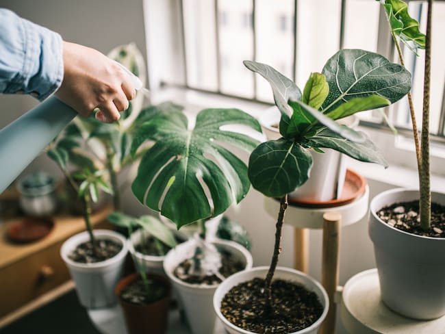 Imagen de referencia de plantas en casa/ Getty Images
