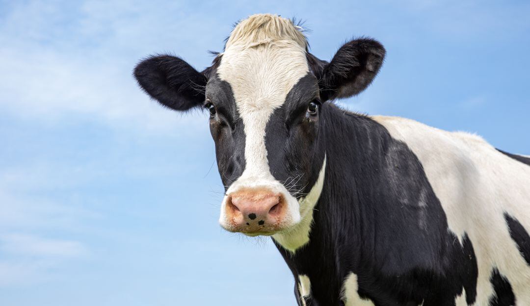 Vaca cayó en el puente de la calle 80 en Bogotá y fue rescatada