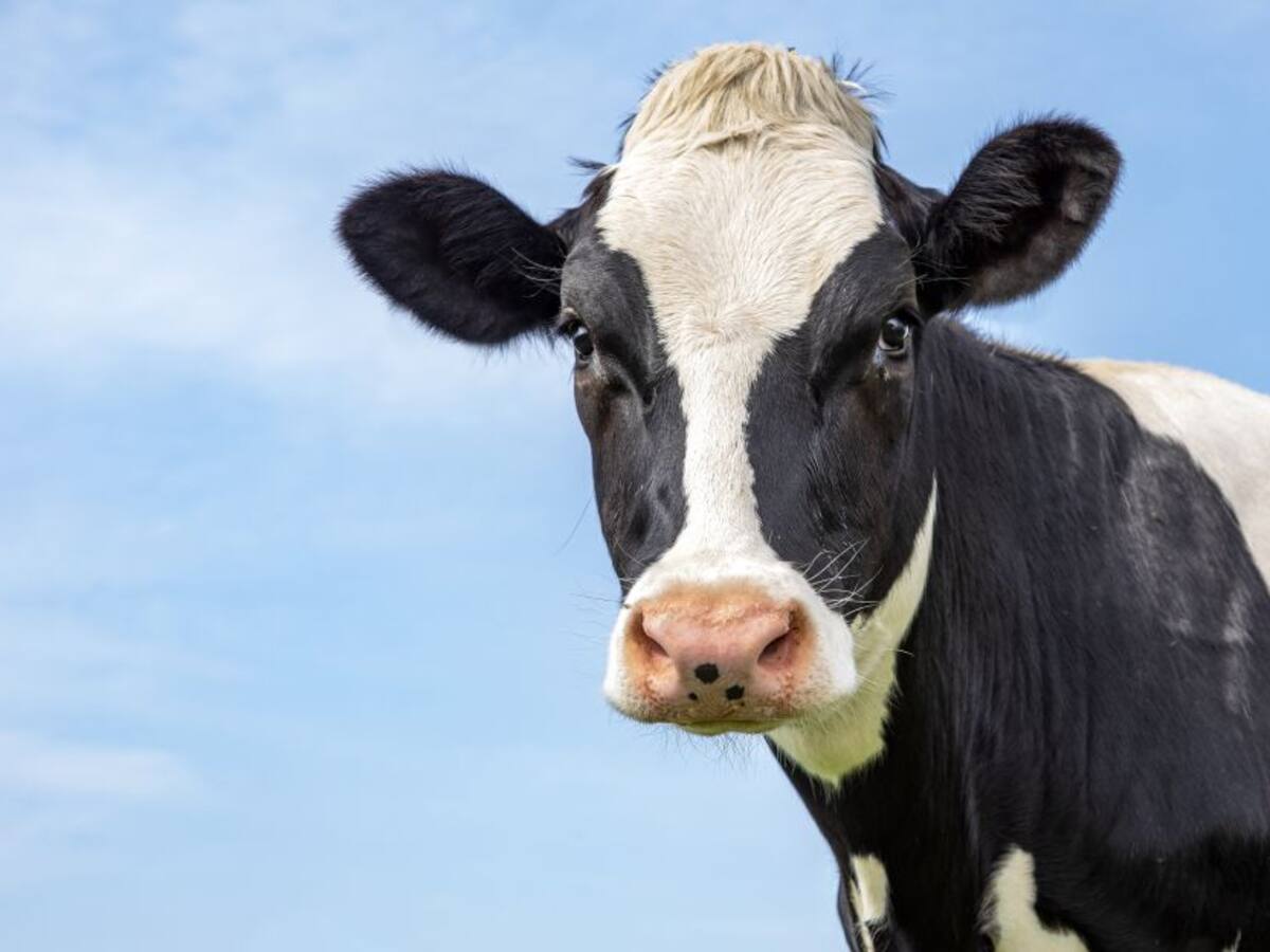 Video: Vaca que cayó en el puente de la calle 80 en Bogotá fue rescatada