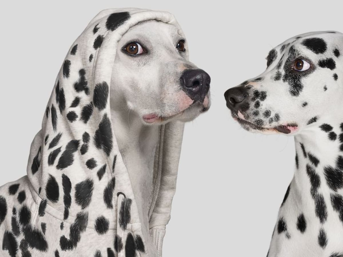 Estas son las cinco razas de perros que serían más agresivas