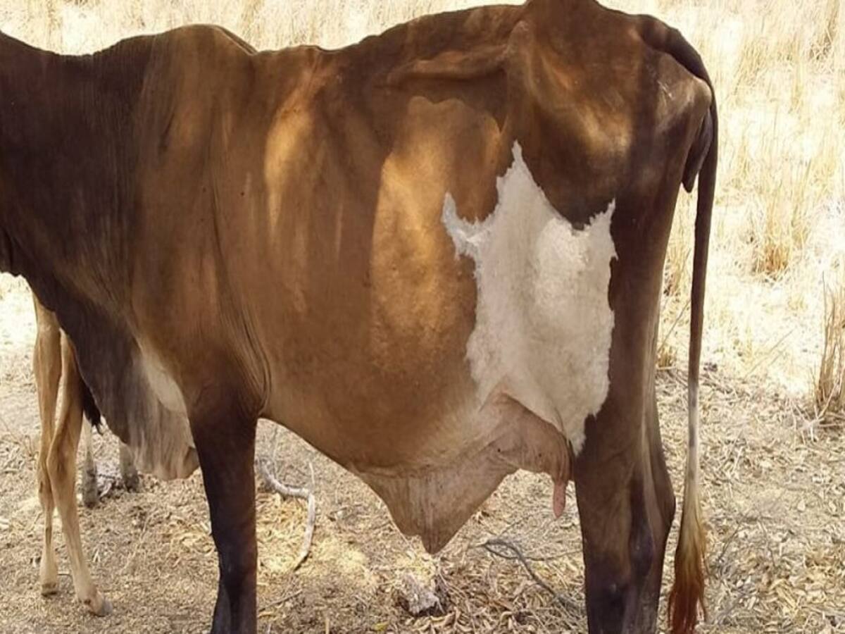 Más de 15 reses han muerto por la sequía en Piojó