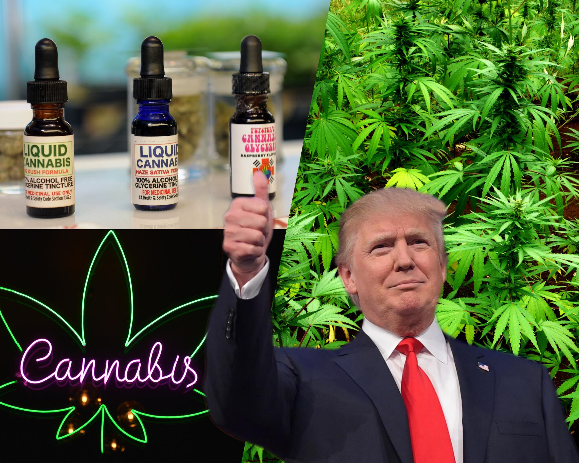 En un inusual movimiento de la Casa Blanca, el presidente Donald Trump abre la puerta a reclasificar el cannabis, lo que podría resultar en la flexibilización de las sanciones penales por el consumo de marihuana.
(Foto:    Caracol Radio / Getty )