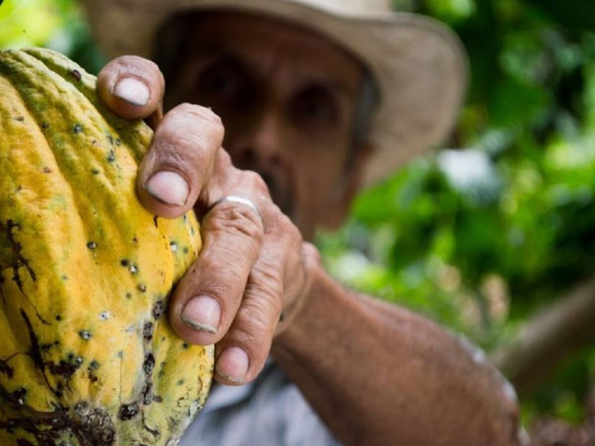 Gobierno destinó 11 mil millones para sustituir cultivos ilícitos por cacao