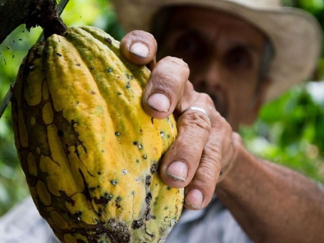 Gobierno invirtió más de 11 mil millones para sustituir cultivos ilícitos