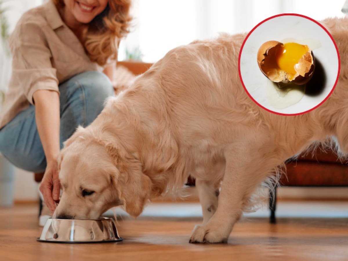 Qué pasa si un perro come huevo crudo: efectos en su organismo según veterinarios