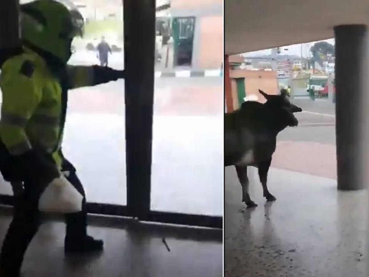 (VIDEO) El susto que se llevaron en la Policía de Usme al ver a un toro