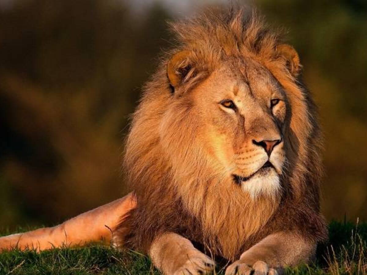 Leona asesina al León con el que convivió por 8 años