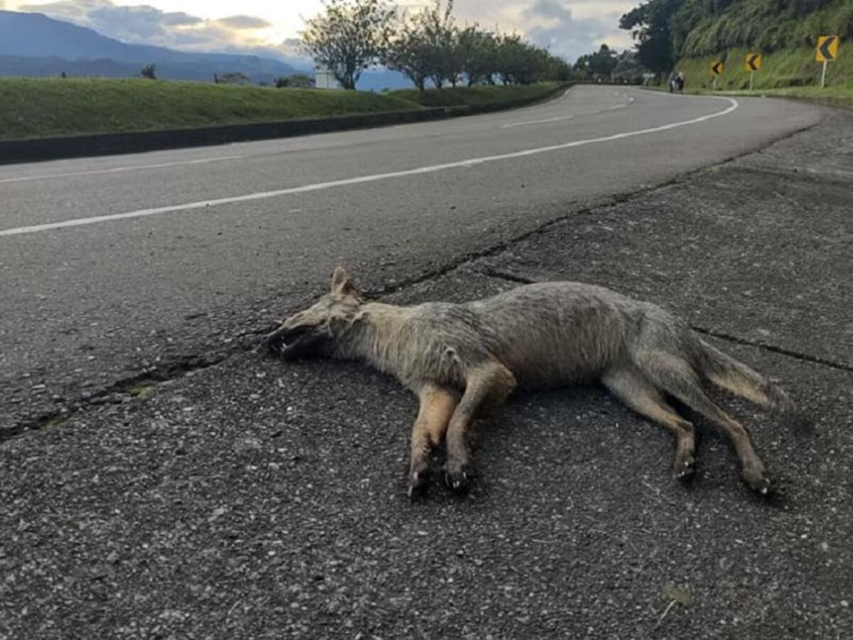 Preocupación por muerte de animales atropellados en autopistas del café