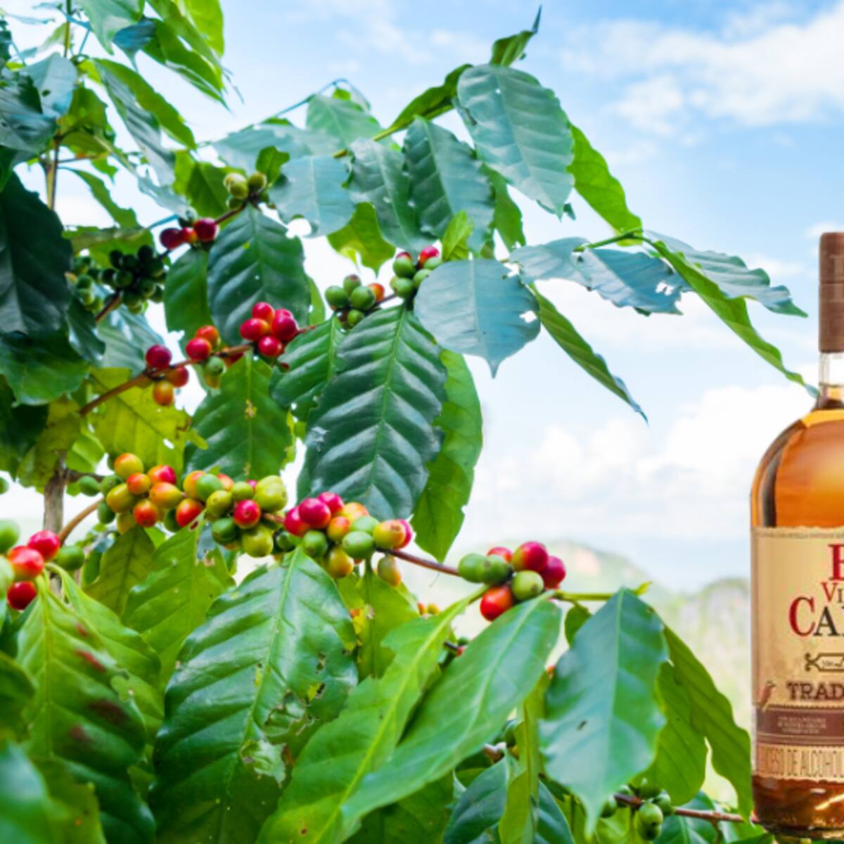 El tradicional “carajillo” ahora viene en versión de café molido con el sabor del ron caldense