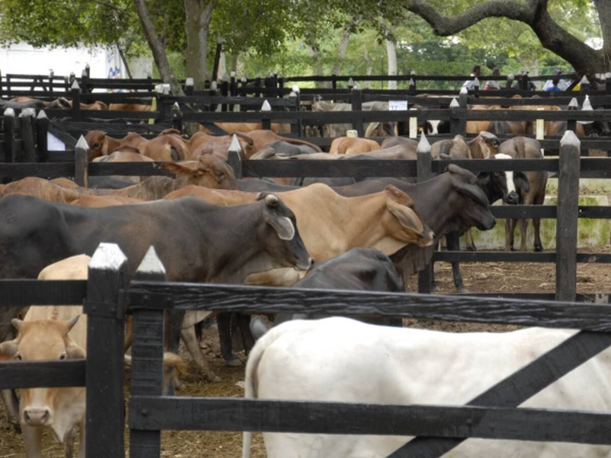 Fedegan denuncia contrabando de carne desde Venezuela