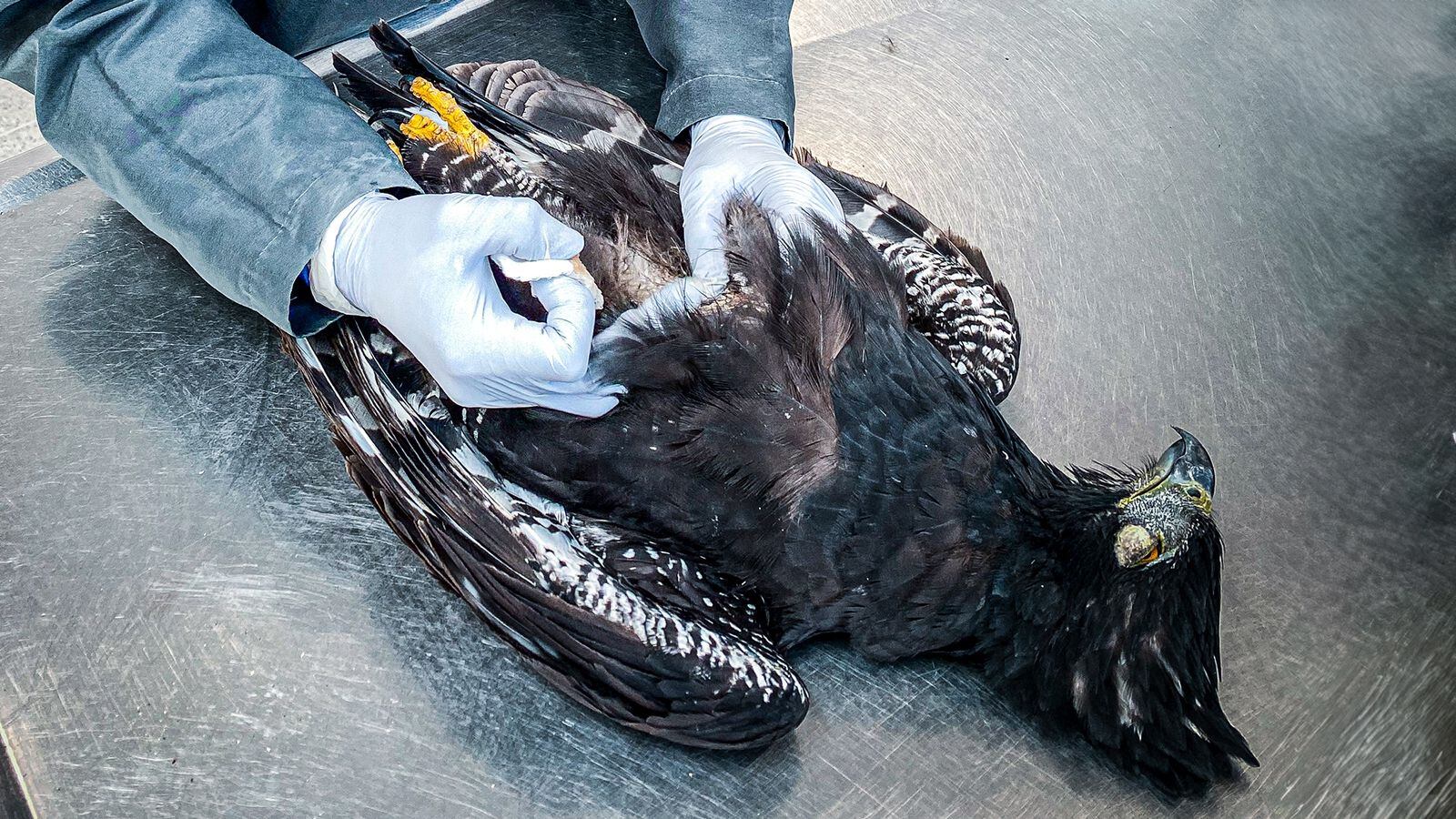 Foto: Área Metropolitana.