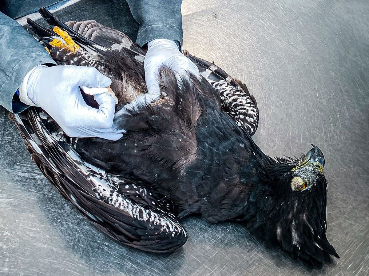 Fue encontrado el cuerpo de águila negra con impacto de perdigón en zona verde de Barbosa