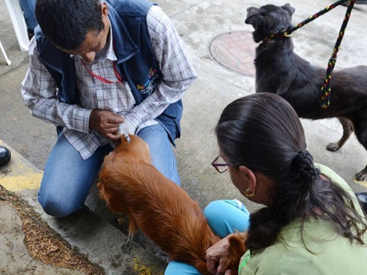48 mil animales se beneficiarán de jornada antirrábica en Armenia