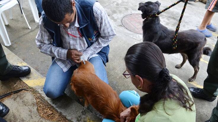 48 mil animales se beneficiarán de jornada antirrábica en Armenia