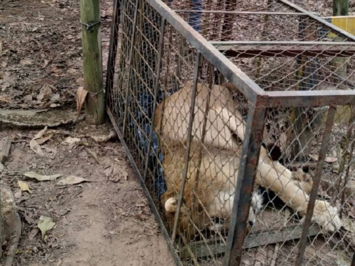 'Júpiter' corre riesgo de morir durante su traslado