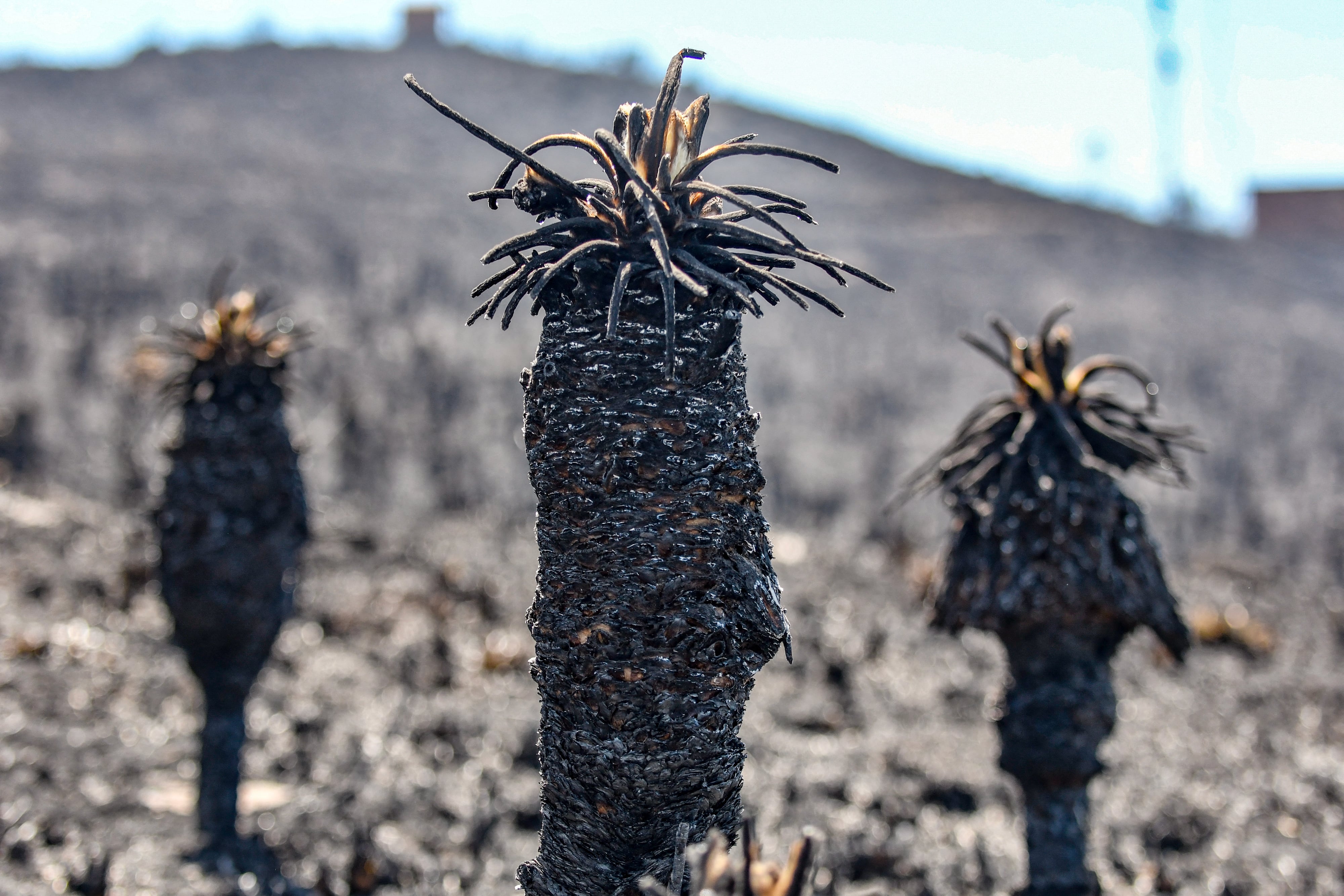 Ecosistemas en más de 5 municipios de Boyacá,se han sido afectados por los incendios forestales. (Photo by MIGUEL VERGEL/AFP via Getty Images)