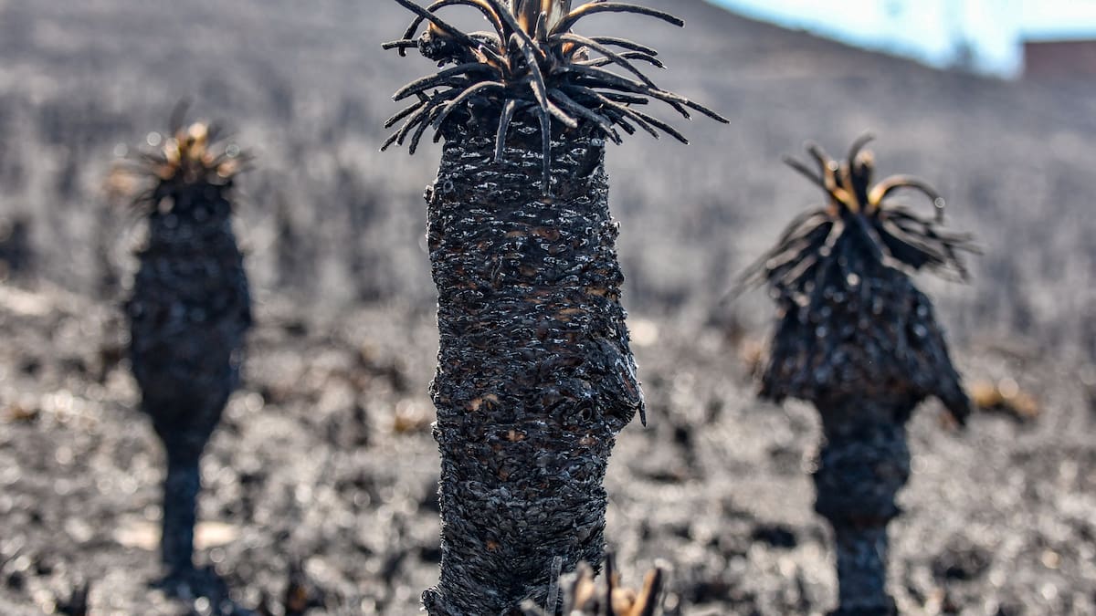 Tragedia ambiental en Boyacá por incendios forestales en zona de páramo
