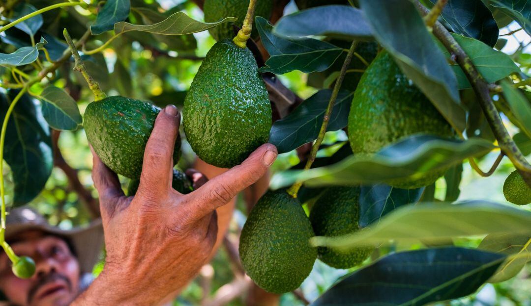 Aguacates hass. Foto de referencia.