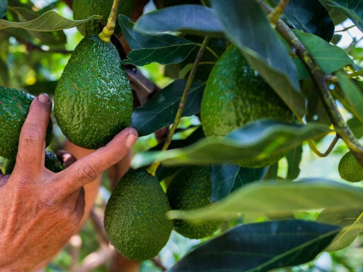 Huila será potencia de aguacate Hass