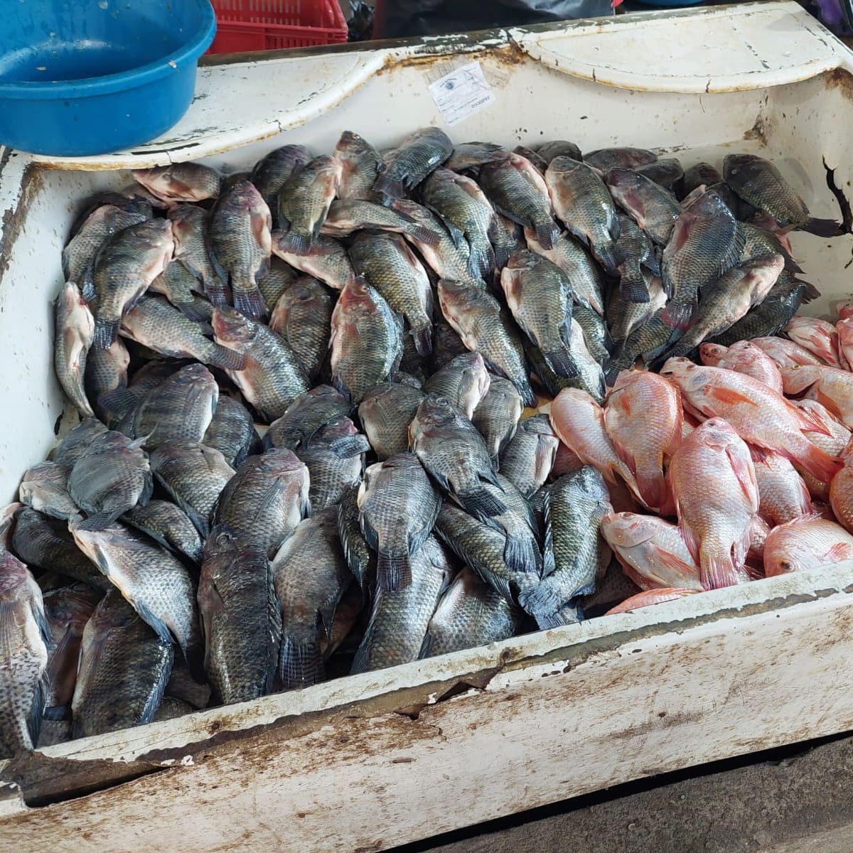 Semana Santa: así están los precios en la Plaza del Pescado de Barranquilla